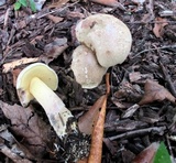 Caloboletus inedulis image