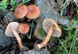 Inocybe unicolor image