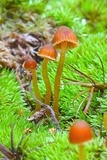 Galerina vittiformis image