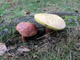 Baorangia bicolor image