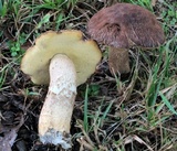 Leccinellum crocipodium image