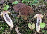 Leccinellum crocipodium image