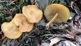 Callistosporium luteo-olivaceum image