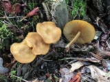 Callistosporium luteo-olivaceum image