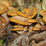 Lentinellus micheneri image