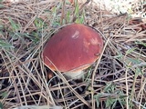 Boletus rubriceps image