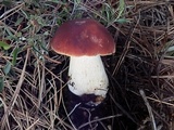 Boletus rubriceps image