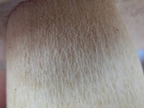 Boletus rubriceps image