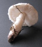Leucoagaricus barssii image