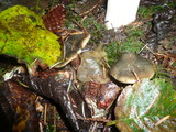 Phaeocollybia olivacea image