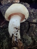 Hygrophorus gliocyclus image