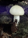 Hygrophorus gliocyclus image