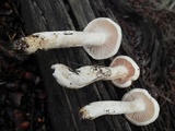 Hygrophorus gliocyclus image