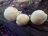 Hygrophorus gliocyclus image