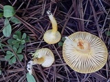 Hygrophorus speciosus image