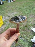 Phaeocollybia olivacea image