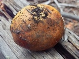 Calonarius subcorrosus image