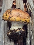 Calonarius subcorrosus image