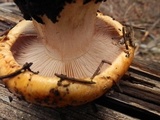 Calonarius subcorrosus image