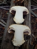 Calonarius subcorrosus image