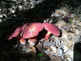 Boletus carminiporus image