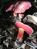 Boletus carminiporus image