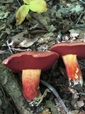 Boletus carminiporus image