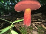 Boletus carminiporus image