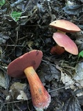 Boletus carminiporus image
