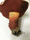 Boletus carminiporus image