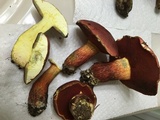 Boletus carminiporus image