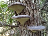 Fomes fasciatus image