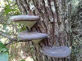 Fomes fasciatus image