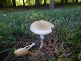 Amanita multisquamosa image