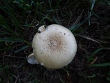 Amanita multisquamosa image