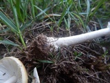 Amanita multisquamosa image