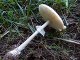 Amanita multisquamosa image