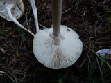 Amanita multisquamosa image