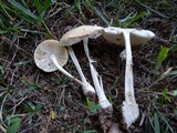 Amanita multisquamosa image