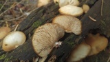 Crepidotus applanatus image