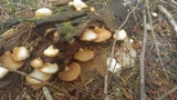 Crepidotus applanatus image