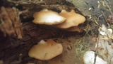 Crepidotus applanatus image