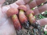 Baorangia bicolor image