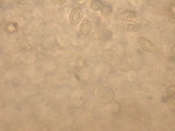 Clitopilus prunulus image