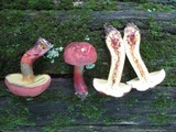 Baorangia bicolor image