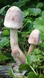 Leucoagaricus americanus image