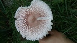 Leucoagaricus americanus image