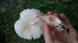 Leucoagaricus americanus image