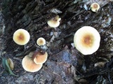 Hygrophoropsis aurantiaca image