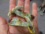 Lanmaoa pseudosensibilis image